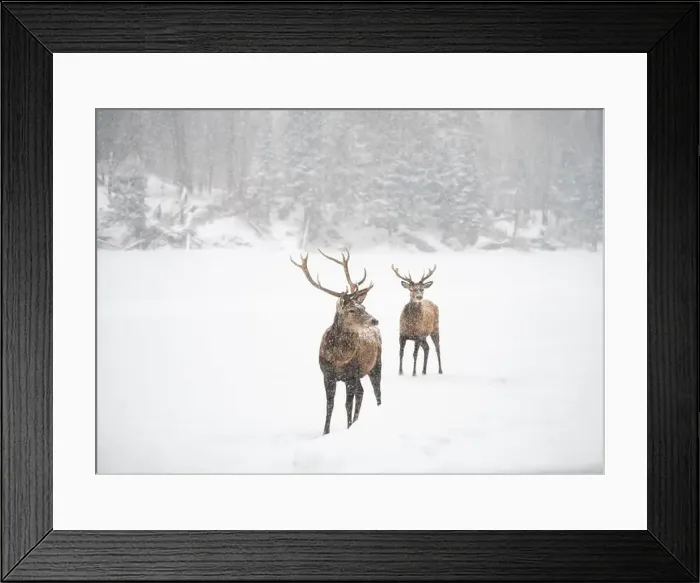 Framed Print : Two male red deer standing at edge of woods on a snowy day Framed Print : Two male red deer standing at edge of woods on a snowy day