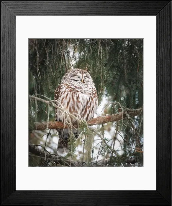 Framed Print : Fluffy barred owl sleeping in the branches of evergreen tree Framed Print : Fluffy barred owl sleeping in the branches of evergreen tree