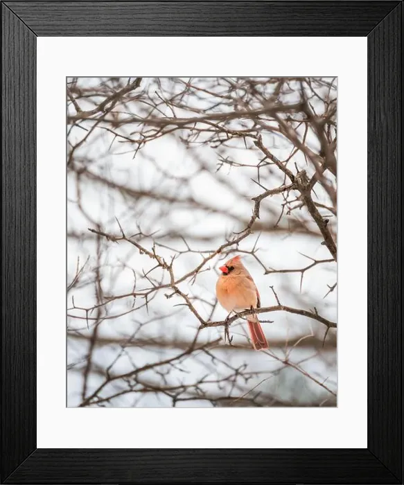 Framed Print : Female cardinal bird sitting on tree branch on cloudy winter day