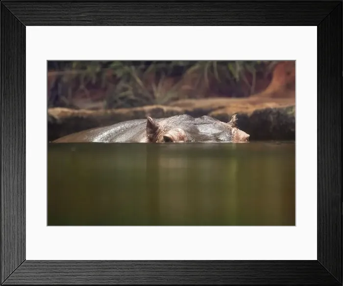 Framed Print : Hippopotamus, also shortened to hippo (pl.: hippos; Hippopotamus amphibius) Framed Print : Hippopotamus, also shortened to hippo (pl.: hippos; Hippopotamus amphibius)