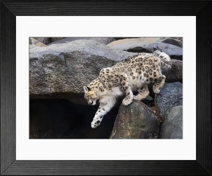 Framed Print : snow leopard (Panthera uncia), commonly known as the ounce Framed Print : snow leopard (Panthera uncia), commonly known as the ounce