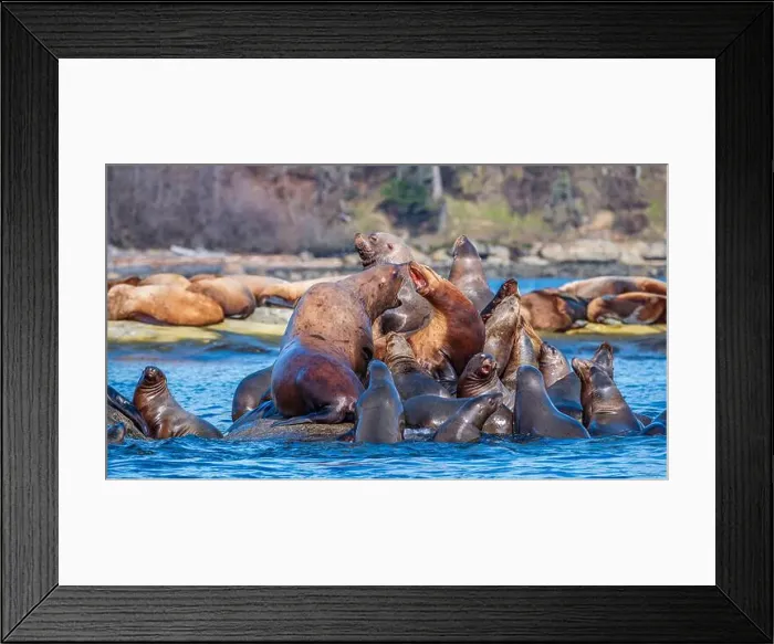 Framed Print : Steller sea lions (Eumetopias jubatus) hauled out at Norris Rocks near Hornby Island in the Salish Sea Framed Print : Steller sea lions (Eumetopias jubatus) hauled out at Norris Rocks near Hornby Island in the Salish Sea