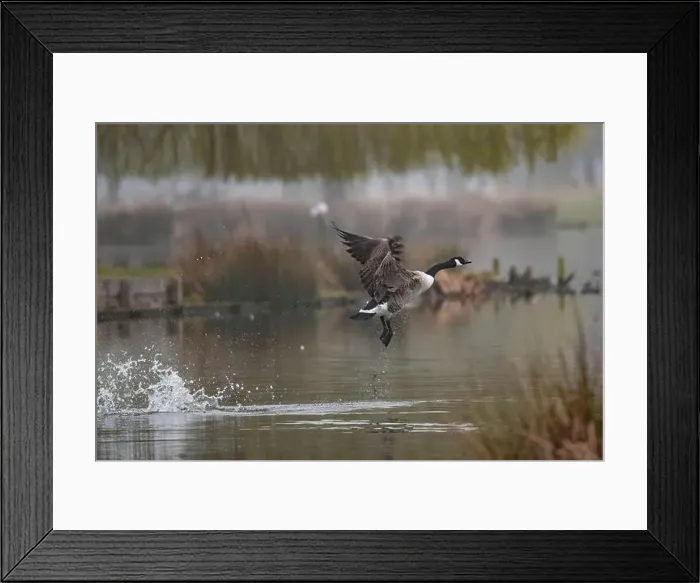 Framed Print : Canada Goose attempting a clumsy takeoff Framed Print : Canada Goose attempting a clumsy takeoff