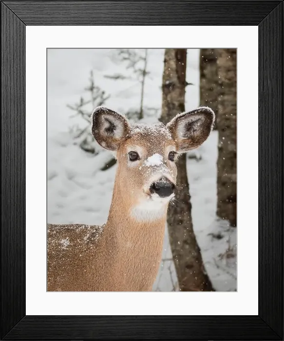 Framed Print : Close up of face of white-tailed deer on snowy winter day Framed Print : Close up of face of white-tailed deer on snowy winter day