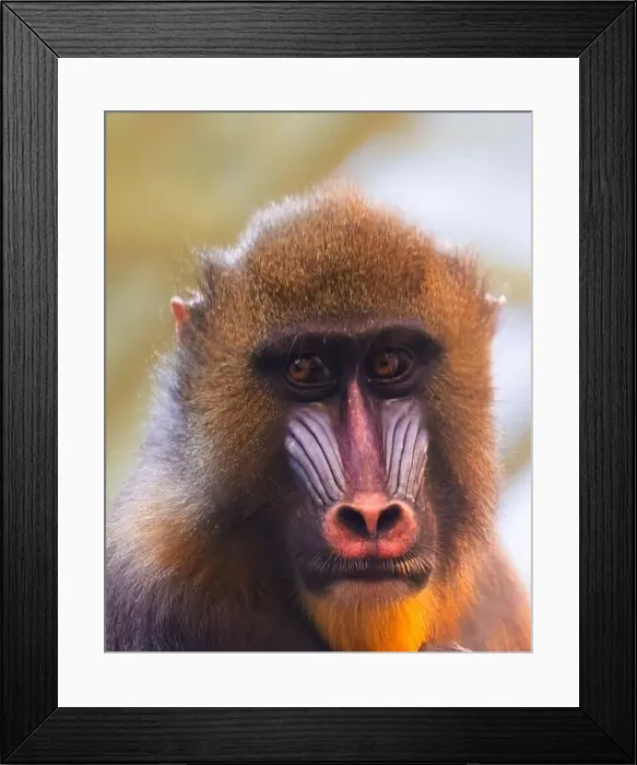 Framed Print : Male mandrill (Mandrillus sphinx) portrait Framed Print : Male mandrill (Mandrillus sphinx) portrait