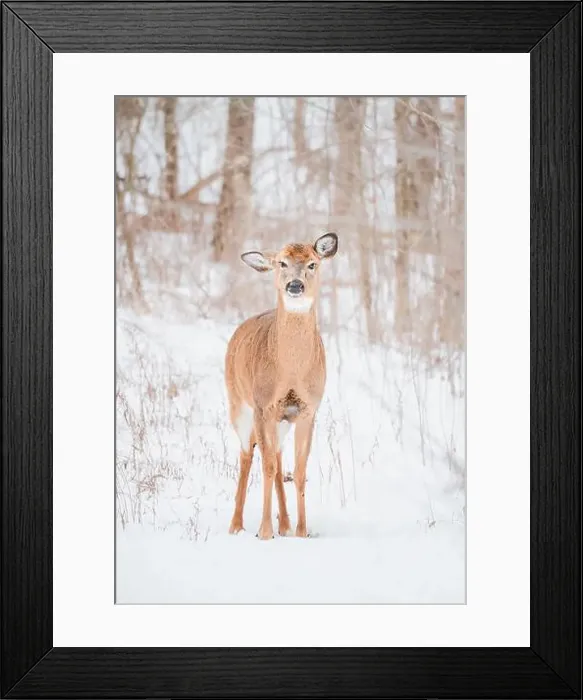 Framed Print : White-tailed deer standing alone in the snowy woods Framed Print : White-tailed deer standing alone in the snowy woods