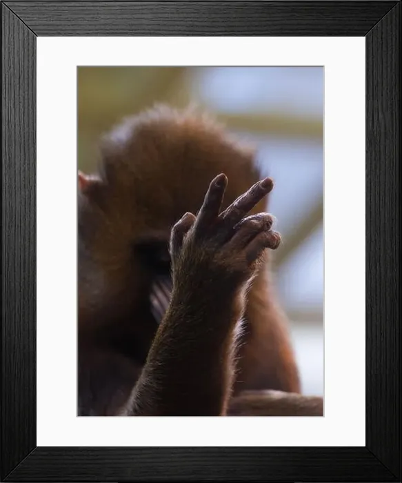 Framed Print : Male mandrill (Mandrillus sphinx) portrait Framed Print : Male mandrill (Mandrillus sphinx) portrait