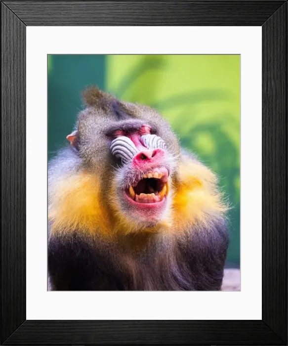 Framed Print : Male mandrill (Mandrillus sphinx) portrait Framed Print : Male mandrill (Mandrillus sphinx) portrait