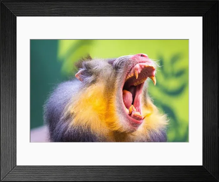 Framed Print : Male mandrill (Mandrillus sphinx) portrait Framed Print : Male mandrill (Mandrillus sphinx) portrait