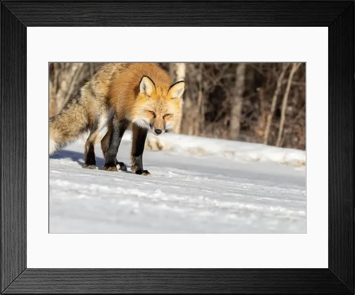 Framed Print : Red Fox (Vulpes vulpes) in Prince Albert National Park, Saskatchewan, Canada Framed Print : Red Fox (Vulpes vulpes) in Prince Albert National Park, Saskatchewan, Canada