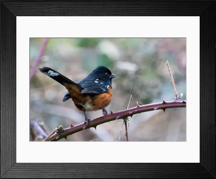 Framed Print : A spotted towhee perched on a branch. Cowichan Bay, Canada Framed Print : A spotted towhee perched on a branch. Cowichan Bay, Canada