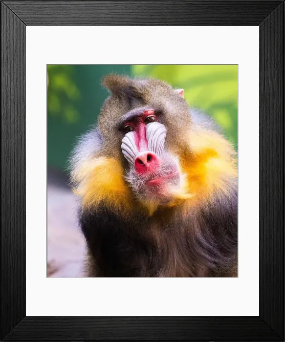 Framed Print : Male mandrill (Mandrillus sphinx) portrait Framed Print : Male mandrill (Mandrillus sphinx) portrait