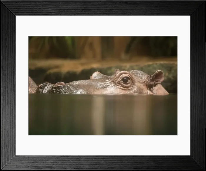 Framed Print : Hippopotamus, also shortened to hippo (pl.: hippos; Hippopotamus amphibius) Framed Print : Hippopotamus, also shortened to hippo (pl.: hippos; Hippopotamus amphibius)