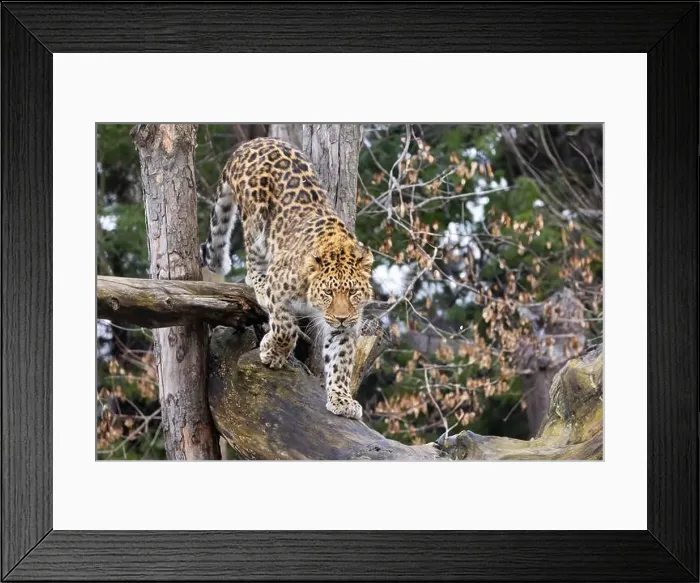 Framed Print : Amur leopard (Panthera pardus orientalis) Framed Print : Amur leopard (Panthera pardus orientalis)