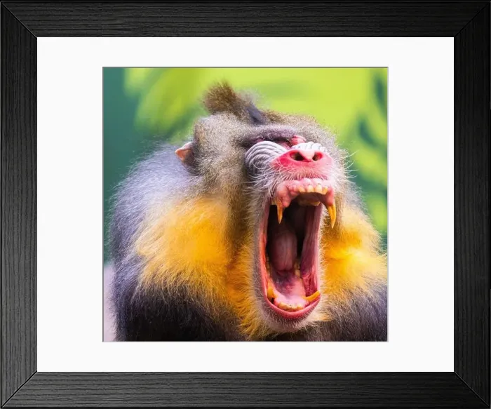 Framed Print : Male mandrill (Mandrillus sphinx) portrait Framed Print : Male mandrill (Mandrillus sphinx) portrait