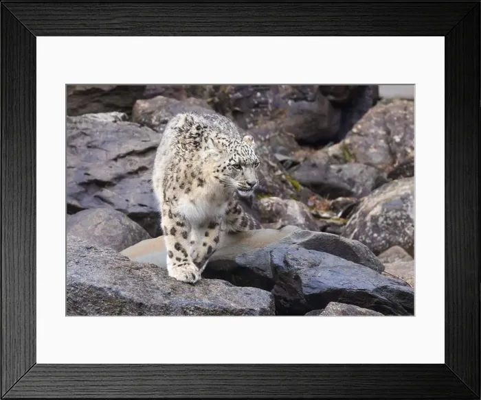 Framed Print : snow leopard (Panthera uncia), commonly known as the ounce Framed Print : snow leopard (Panthera uncia), commonly known as the ounce