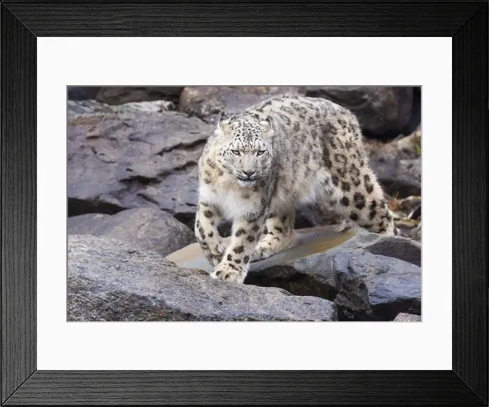 Framed Print : snow leopard (Panthera uncia), commonly known as the ounce Framed Print : snow leopard (Panthera uncia), commonly known as the ounce