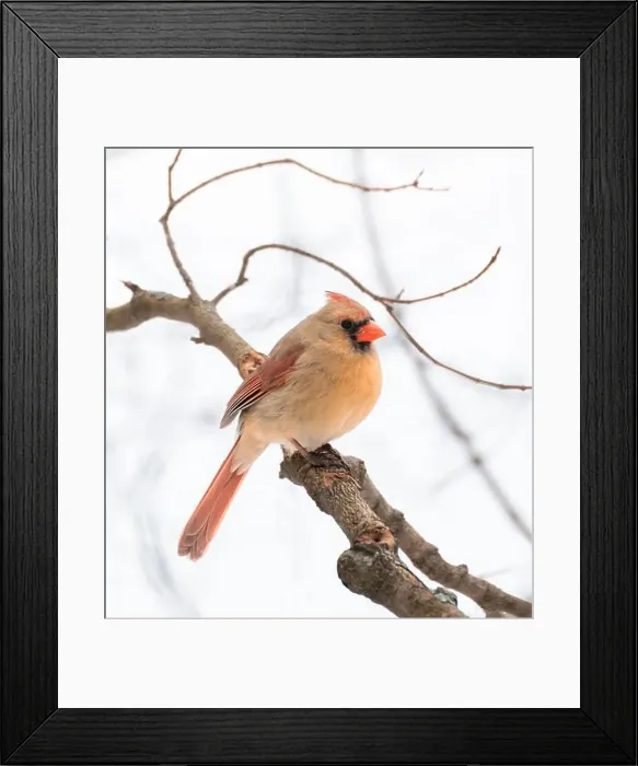 Framed Print : Close up of female cardinal bird sitting on tree branch in winter Framed Print : Close up of female cardinal bird sitting on tree branch in winter