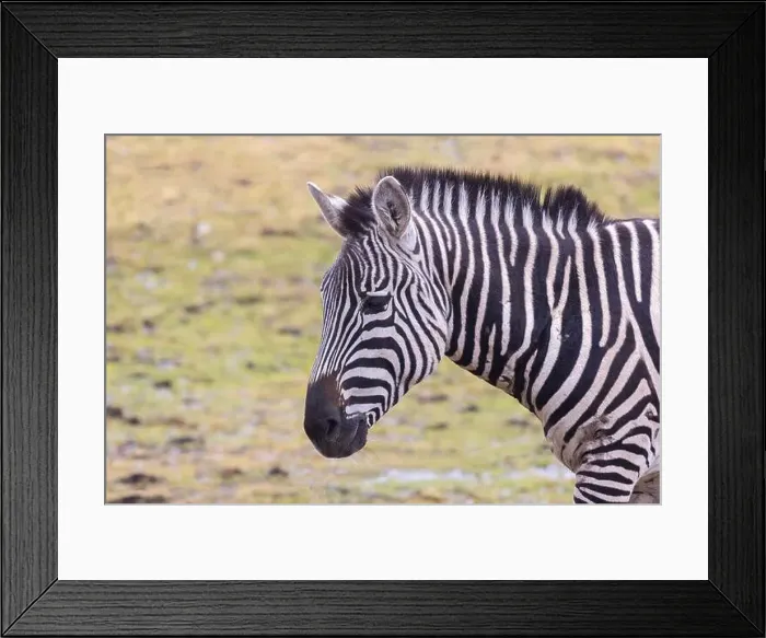 Framed Print : Grant's zebra (Equus quagga boehmi) Framed Print : Grant's zebra (Equus quagga boehmi)