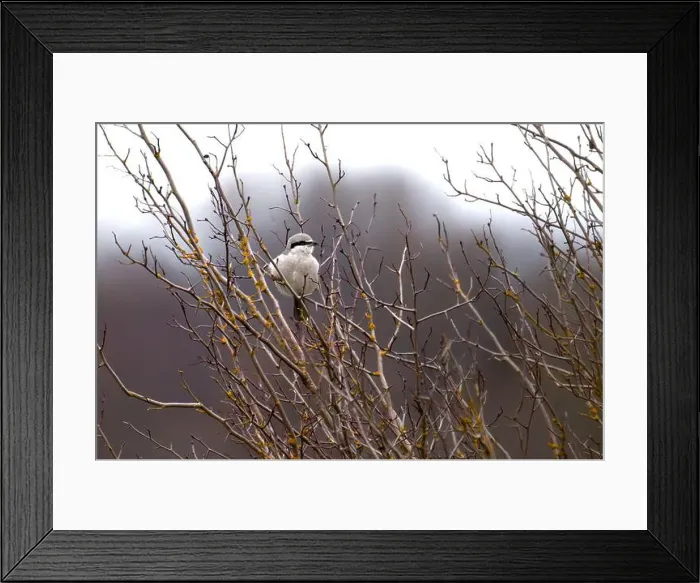 Framed Print : A northern shrike perched on a leafless branch. Cowichan Bay, Canada Framed Print : A northern shrike perched on a leafless branch. Cowichan Bay, Canada