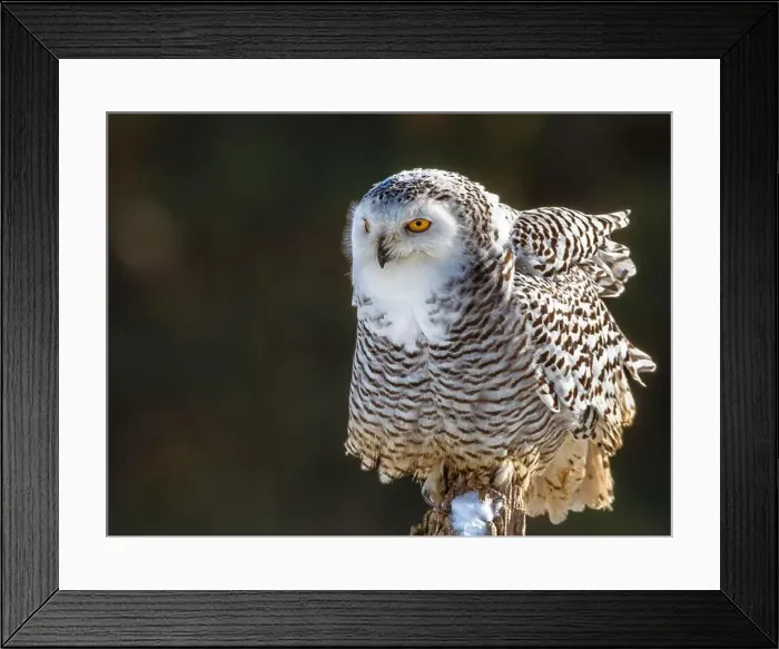Framed Print : Snowy owl (Bubo scandiacus) perching on a rotten fance post on a cold winter morning against dark foliage background Framed Print : Snowy owl (Bubo scandiacus) perching on a rotten fance post on a cold winter morning against dark foliage background