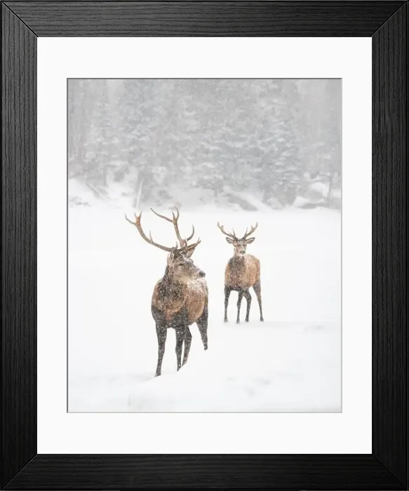Framed Print : Two male red deer standing at edge of woods on a snowy day Framed Print : Two male red deer standing at edge of woods on a snowy day