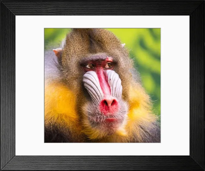 Framed Print : Male mandrill (Mandrillus sphinx) portrait Framed Print : Male mandrill (Mandrillus sphinx) portrait