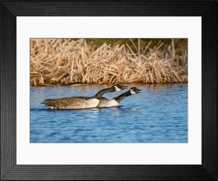 Framed Print : Pair of Canada geese warning off rivals Framed Print : Pair of Canada geese warning off rivals