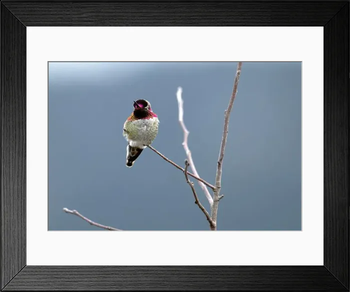 Framed Print : A male Anna's hummingbird on a twig. Cowichan Bay, Canada Framed Print : A male Anna's hummingbird on a twig. Cowichan Bay, Canada