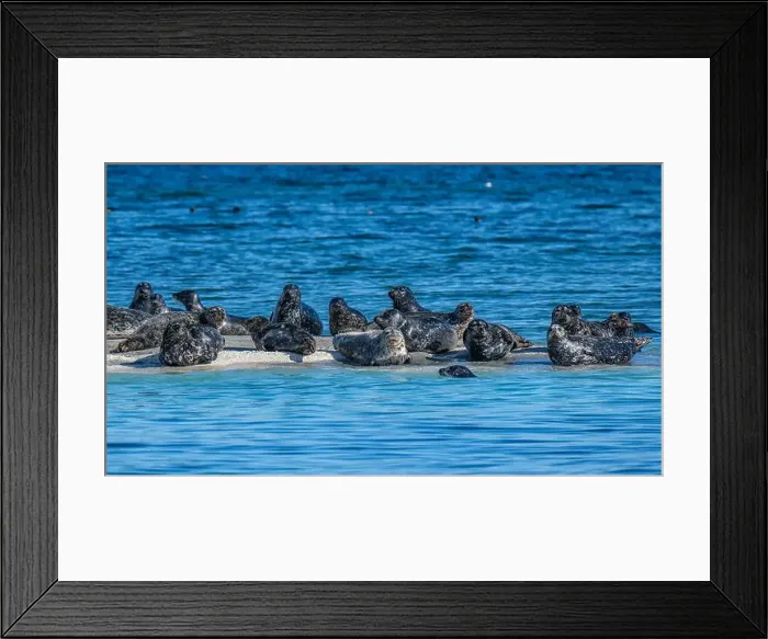 Framed Print : Harbour seals (Phoca vitulina) hauled out on the Seal Islets near Sandy Island Marine Park in the Salish Sea Framed Print : Harbour seals (Phoca vitulina) hauled out on the Seal Islets near Sandy Island Marine Park in the Salish Sea