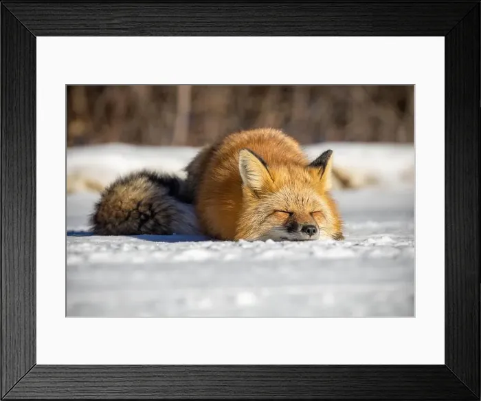 Framed Print : Red Fox (Vulpes vulpes) in Prince Albert National Park, Saskatchewan, Canada Framed Print : Red Fox (Vulpes vulpes) in Prince Albert National Park, Saskatchewan, Canada