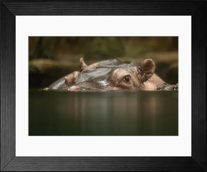 Framed Print : Hippopotamus, also shortened to hippo (pl.: hippos; Hippopotamus amphibius) Framed Print : Hippopotamus, also shortened to hippo (pl.: hippos; Hippopotamus amphibius)