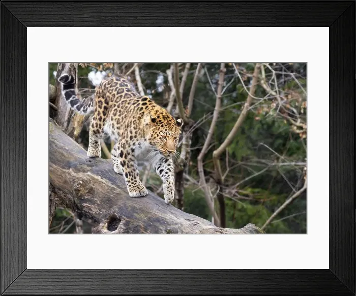 Framed Print : Amur leopard (Panthera pardus orientalis) Framed Print : Amur leopard (Panthera pardus orientalis)