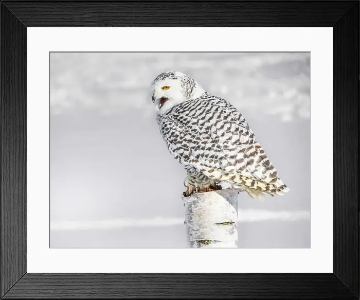 Framed Print : Snowy owl (Bubo scandiacus) perching on a pole on a cold winter morning, Southern Ontario Framed Print : Snowy owl (Bubo scandiacus) perching on a pole on a cold winter morning, Southern Ontario