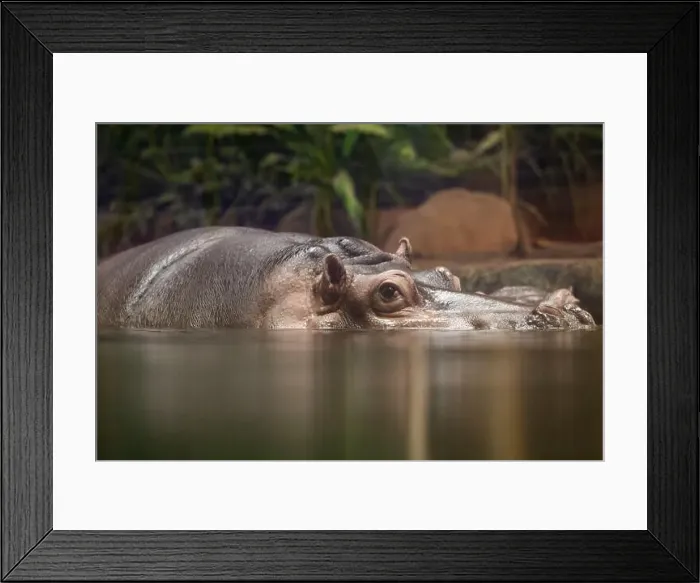Framed Print : Hippopotamus, also shortened to hippo (pl.: hippos; Hippopotamus amphibius)