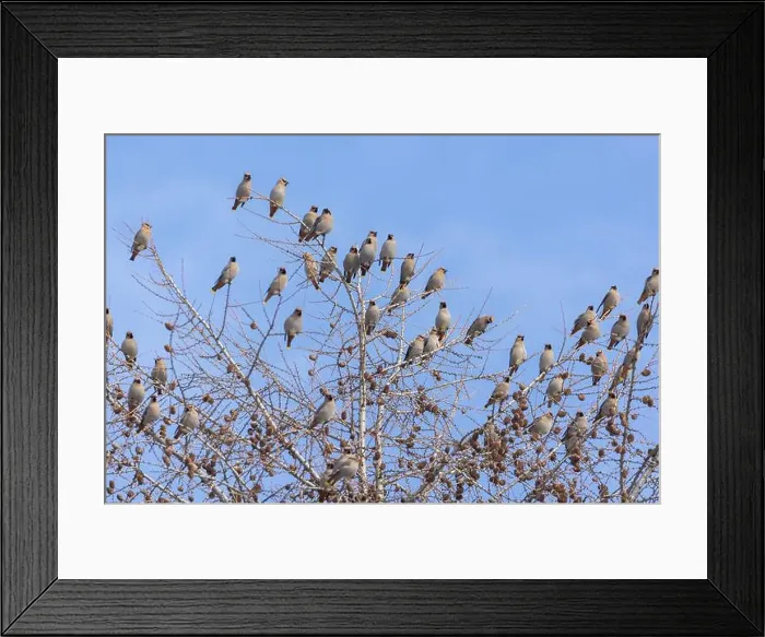 Framed Print : Bohemian waxwing (Bombycilla garrulus) Framed Print : Bohemian waxwing (Bombycilla garrulus)