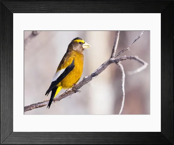 Framed Print : An Evening Grosbeak perches in the morning light Framed Print : An Evening Grosbeak perches in the morning light