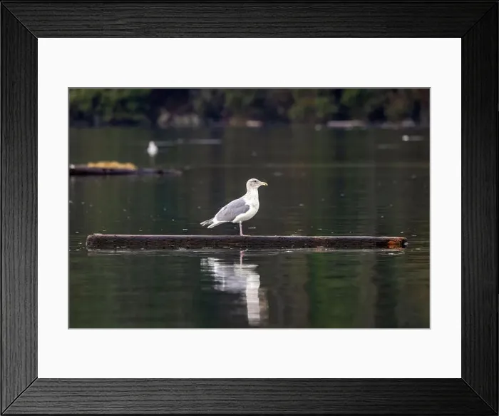 Framed Print : Glaucous-winged gull (Larus glaucescens) standing on floating driftwood - Esquimalt Lagoon Framed Print : Glaucous-winged gull (Larus glaucescens) standing on floating driftwood - Esquimalt Lagoon