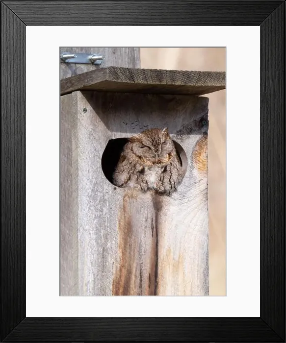 Framed Print : An eastern screech owl suns itself while napping in a birdhouse in Taylor Creek Park in Toronto, Ontario Framed Print : An eastern screech owl suns itself while napping in a birdhouse in Taylor Creek Park in Toronto, Ontario