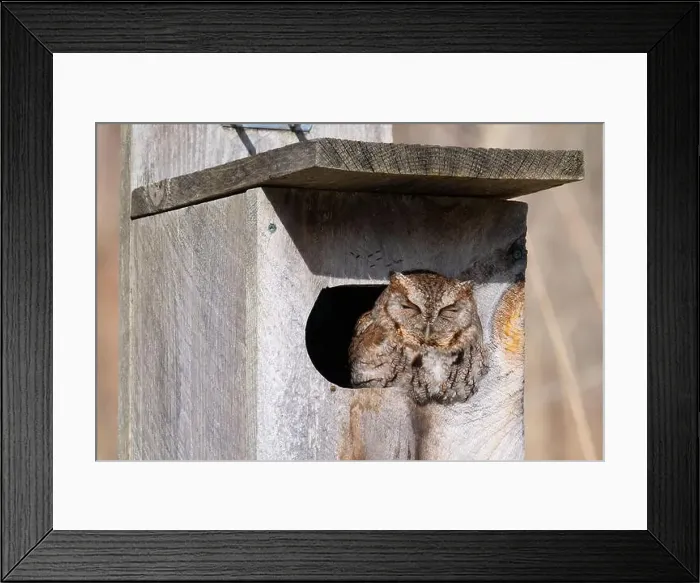 Framed Print : An eastern screech owl suns itself while napping in a birdhouse in Taylor Creek Park in Toronto, Ontario Framed Print : An eastern screech owl suns itself while napping in a birdhouse in Taylor Creek Park in Toronto, Ontario