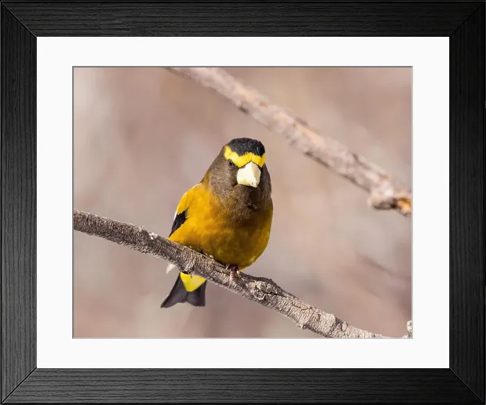 Framed Print : An Evening Grosbeak perches in the morning light Framed Print : An Evening Grosbeak perches in the morning light