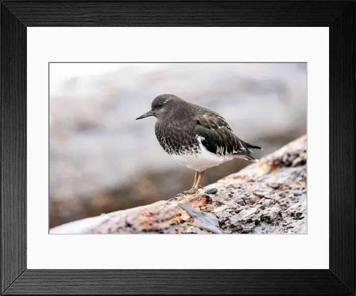 Framed Print : Black Turnstone (Arenaria melanocephala) - Victoria, Vancouver Island, British Columbia, Canada Framed Print : Black Turnstone (Arenaria melanocephala) - Victoria, Vancouver Island, British Columbia, Canada