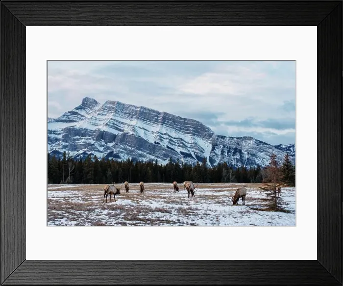 Framed Print : Herd of wild mountain Elk grazing in Banff National Park, Alberta, Canada, with Rundle Mountain in the background Framed Print : Herd of wild mountain Elk grazing in Banff National Park, Alberta, Canada, with Rundle Mountain in the background