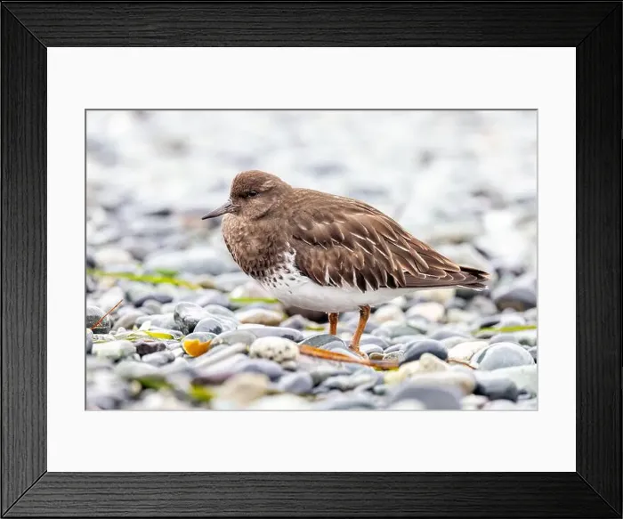 Framed Print : Black Turnstone (Arenaria melanocephala) - Victoria, Vancouver Island, British Columbia, Canada Framed Print : Black Turnstone (Arenaria melanocephala) - Victoria, Vancouver Island, British Columbia, Canada