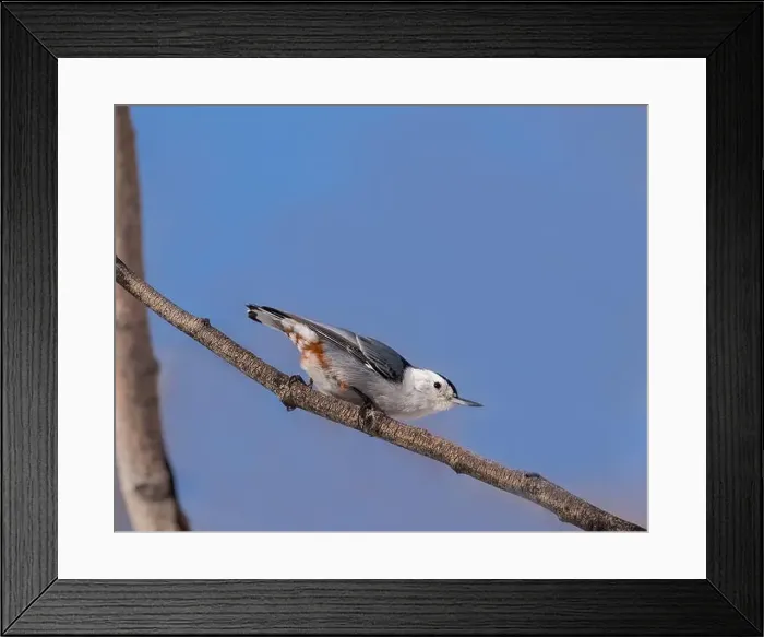 Framed Print : A White-breasted nuthatch briefly perches