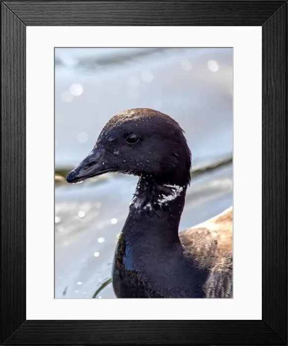 Framed Print : Canada Goose (Branta canadensis) graces North American lakes with its majestic presence and resonant honks Framed Print : Canada Goose (Branta canadensis) graces North American lakes with its majestic presence and resonant honks