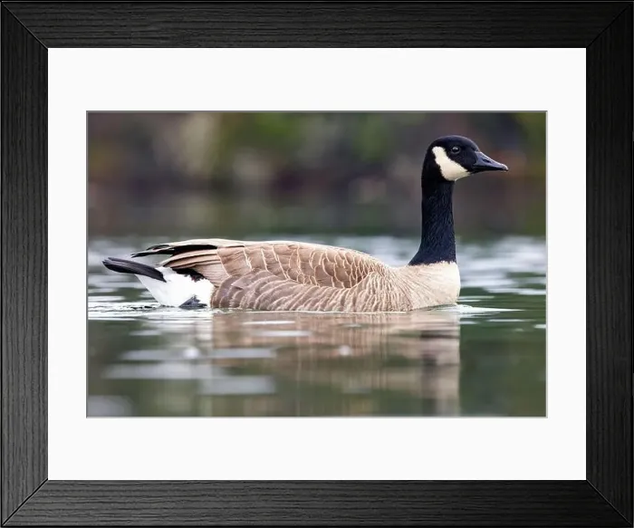 Framed Print : Canada goose (Branta canadensis) - Esquimalt Lagoon, Colwood, near Victoria, Vancouver Island, British Columbia, Canada Framed Print : Canada goose (Branta canadensis) - Esquimalt Lagoon, Colwood, near Victoria, Vancouver Island, British Columbia, Canada