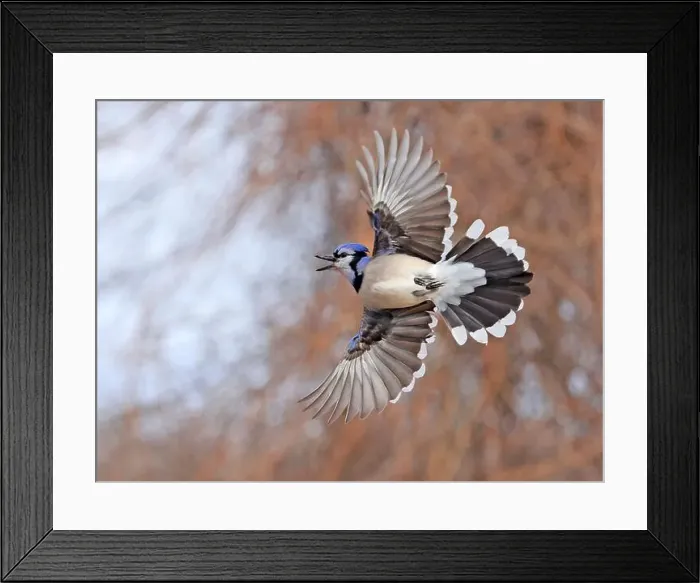 Framed Print : Blue Jay hovering in mid-air, Canada Framed Print : Blue Jay hovering in mid-air, Canada