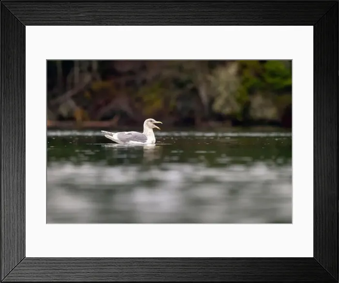 Framed Print : Glaucous-winged gull (Larus glaucescens) swimming - Esquimalt Lagoon Framed Print : Glaucous-winged gull (Larus glaucescens) swimming - Esquimalt Lagoon