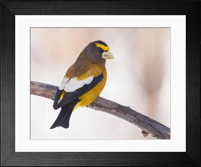 Framed Print : An Evening Grosbeak perches in the morning light Framed Print : An Evening Grosbeak perches in the morning light